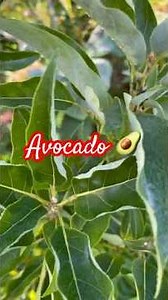 One of the most cold-hardy avocado trees!
