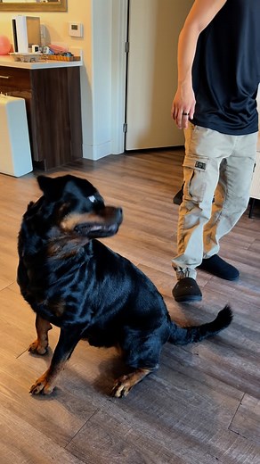 Rated R: for Ruff behavior. 🐕‍🦺🎬🍿 @rottieboymoose - - - #rottweiler #rottweilerlove #rottie #sillydog #doggolove #funnydogreels #funnydog #dogoftheday #dog #dogofinstagram | RottieBoy Moose