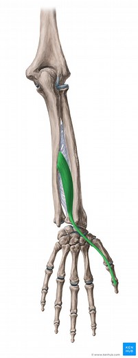 Musculus extensor pollicis longus
