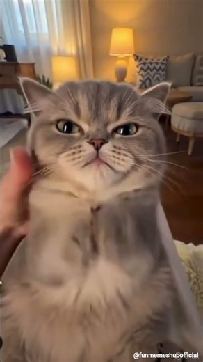 Why Is This Cat So Cute and Angry at the Same Time? 😾🐾 #shorts #viralshorts