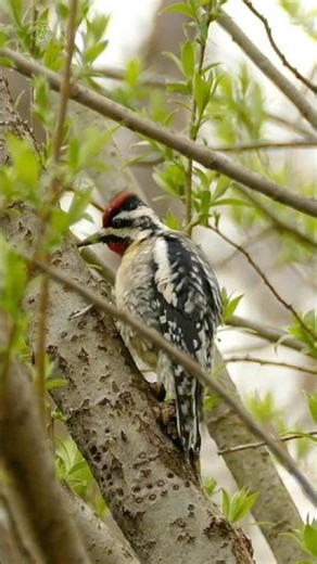 Woodpecker Sounds 🐦 | Hairy Woodpecker Pecking Rapidly On A Tree (Pecky the Peckwriter)