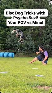 Missing summer disc doggin’ a little extra today! Those frisbees are high on our Australian Cattle Dog mix, Psycho Suzi’s, bitin’ list! 😂👹🥏 Proudly Team @herodiscusa !! We get asked all the time what discs we through. For us, it’s always Hero Disc USA! We usually use SuperStar 235’s or the lightweight class Air 235 depending on the situation. But they have discs for all dog skill levels! You can find their discs in our shop in our bio link! 💪 #discdog #frisbeedog #cattledog #rescuedog #dogtr