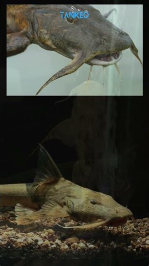 Goonch Catfish – The Monster of the Rapids ⚡🐟| TANKED IND | @tanked_ind