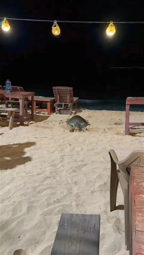 Sea Turtles Nesting on Sri Lankan Beaches