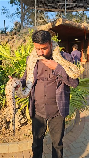 Indian Rock Python