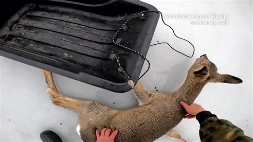 A group of fishermen saved dozens of roe deer stranded on a frozen lake in western Siberia, after unseasonably mild temperatures caused surface snow to melt, making the lake too slippery for them to cross | Reuters