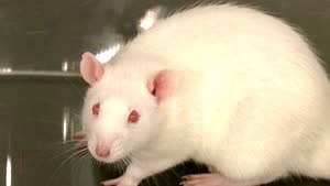 You Have to See What Rats Are Like on LSD!