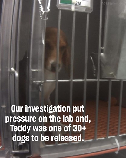 WATCH and SHARE Teddy’s transformation! Six years after being freed from a life of isolation and pain in an animal testing lab, Teddy’s living to a ripe old age in his loving home. His journey is proof of what’s possible when we fight for change. 冀 | Humane World for Animals | Facebook