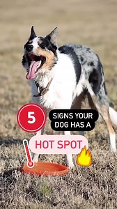 6.2K views · 98 reactions | Hot spots are a common skin condition in...