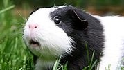Guinea Pig Breeds
