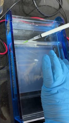 Gel Electrophoresis (Loading PCR products)