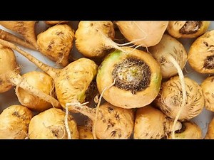 ⛰️ MACA ANDINA: la raíz de los Andes que da energía y pasión