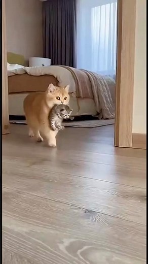 Cute cat🌸#shorts #cat