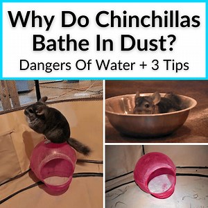 Why Do Chinchillas Bathe In Dust? (Dangers Of Water   3 Tips)