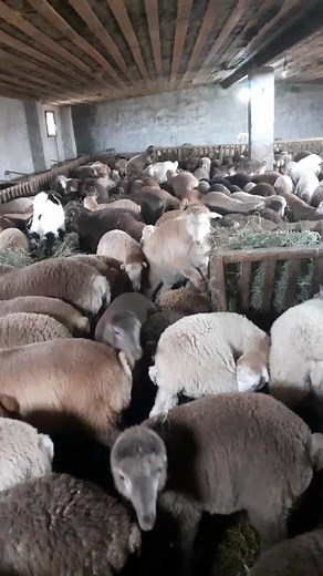 Inside a Cozy Barn with a Large Group of Sheep