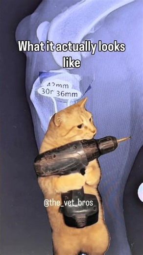 What veterinary surgery looks like…