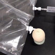 Video: Using Chicken Embryo as a Powerful Tool in Assessment of Developmental Cardiotoxicities