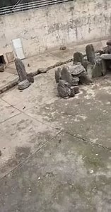 Monkeys murdering and torturing a rat