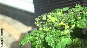 Patio Tomato bush in a planter. A popular garden plant which is easy to cultivate and produces many tomatoes throughout the summer months.