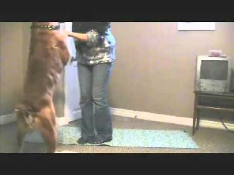 Strengthening the Dog's Hind End - Exercise