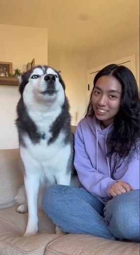 Watch This Adorable Husky Show Unbelievable Attitude to Its Owner!