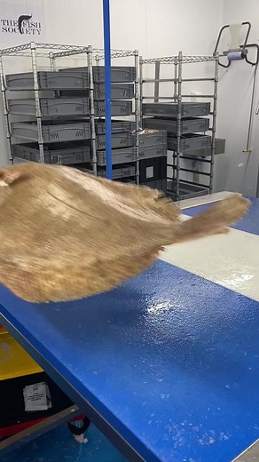 The Fish Society on TikTok