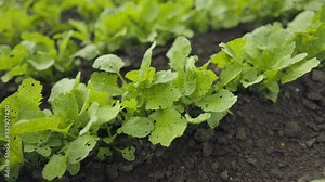 radish cultivation lines in the greenhouse, radish plants ready for harvesting in fertile soil.