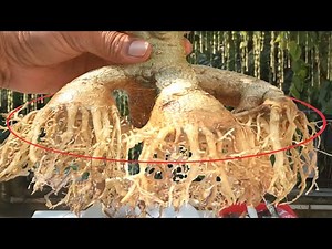 Adenium Root Training to Craft a Masterpiece Bonsai (update upto 3rd phase)