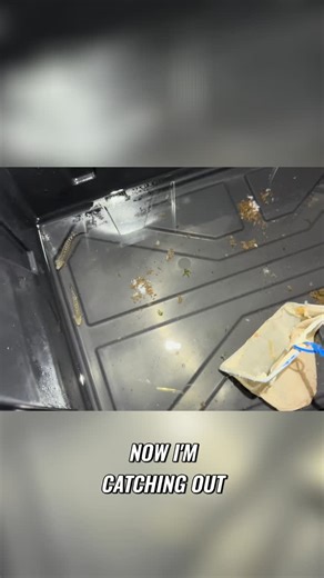 Robert LAbbate on Instagram: "Catching bichirs is no easy task! With reflective eyes and expert hiding skills, each catch is an adventure. Watch as we safely relocate them to their new tank. See the magic of their eyes up close. Find these fascinating fish at RobsAquatics.com! Only at RobsAquatics.com #AquariumLife #Fishkeeping #BichirLove #ReflectiveEyes #ExoticFish #TankTransition #FishLovers #AquariumFish #FishTankLife #UnderwaterWorld #FishOfInstagram #AquaticAdventure #WaterLife #FishEnthus