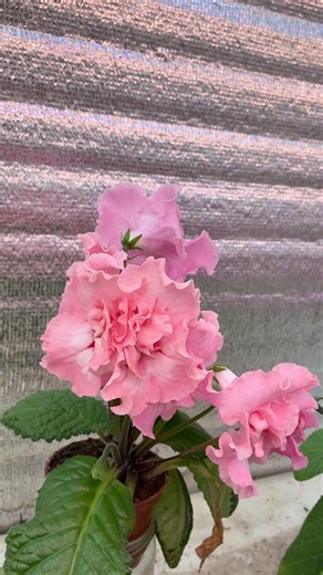 Streptocarpus DS-3000 #streptocarpus