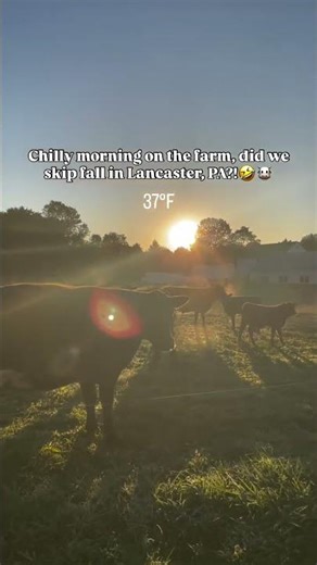 A chilly fall morning on the Amish farm🥶🍂
