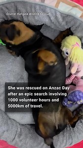 574K views · 15K reactions | More than 500 days in the wilderness did nothing to dampen Valerie’s cheeky spirit, as she makes her video debut after being finally found. Watch it here   Read more: https://bit.ly/4lWCFgL | The Advertiser | Facebook