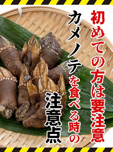 カメノテを食べる時の注意点と亀の手レシピ解説