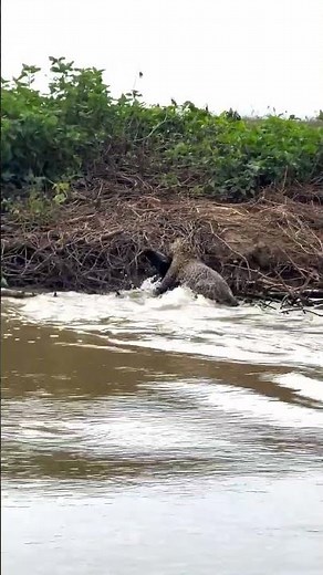 JAGUAR VS CROCODILE: Brutal River Fight You Won’t Believe! #JaguarVsCrocodile