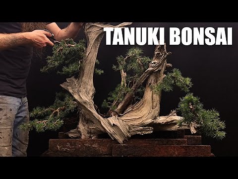 How To Make A Tanuki Bonsai