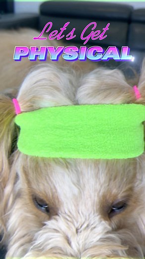 94K views · 2.8K reactions | After an intense jazzercise session, Brodie loves his @sundaysfordogs post-workout meal! #sundayspartner #sundaysfordogs #dogfood #goldendoodle #letsgetphysical | Brodie That Dood | Facebook