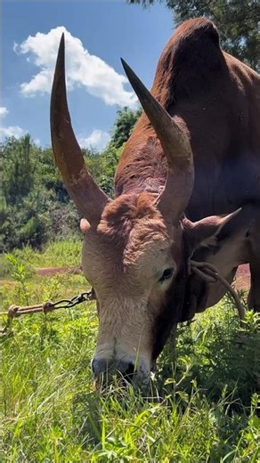 Cultural Identity and Animal Combat: Understanding Asian Bullfighting"