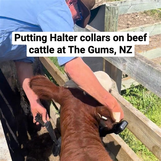 Ready to virtually fence your cattle and get the most out of your pasture? The Gums in Cheviot, NZ show how they collar their beef cattle with Halter. The Halter collar is a GPS enabled smart collar that allows you to virtually fence your cattle & more. Set the collar to the right length to fit around the neck, clip it on the other side and tuck it tidy. If you can slide a few fingers under the collar when the head’s up, you’ve got the sizing just right. | Halter