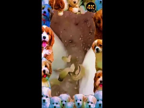 Blackheads Removal | Acne Treatment and Very Satisfying Satisfying Pimple pop #blackheads