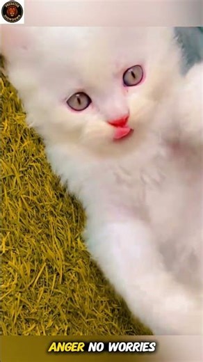This White Cat Will Melt Your Heart | Too Cute to Handle | Adorable White Cat