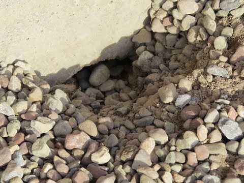 Something Is Digging Under My Garage Slab