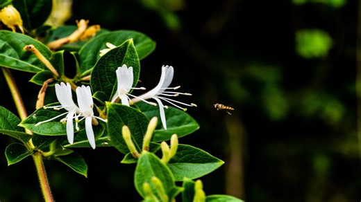 How To Grow And Care For Common Honeysuckle