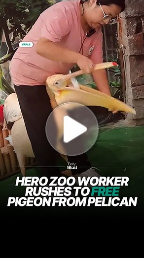 She saved the pigeon’s life 👏 | Daily Mail Video