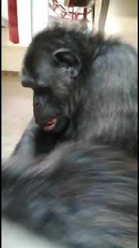 Naree discovers what it's like to have chimpanzee playmates!