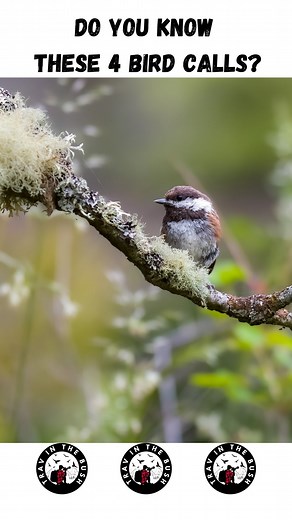 12K views · 54 comments | What’s the best way to learn bird calls? . . I’ve been wanting to get better at identifying bird calls. My idea is to start recording them and turning them into videos. I’ll make a story highlight with all the calls and videos so we can all learn together  . . . . . . . . . . . #wildlifephotography #birdphotography #birds #birdcalls | Trav in the Bush | Facebook