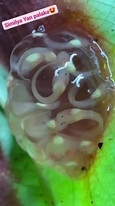 Similya Yan Ng palaka #frog #itlog | Lalyn Bungcay