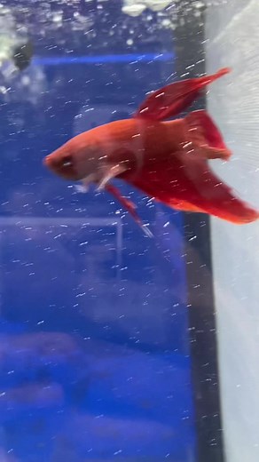 lifes.betta on TikTok