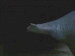 Dolphin transformation