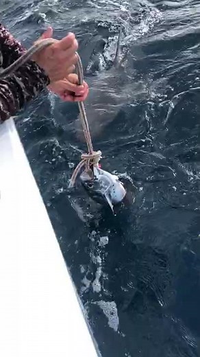 Playing with Dangerous Sharks #Shorts