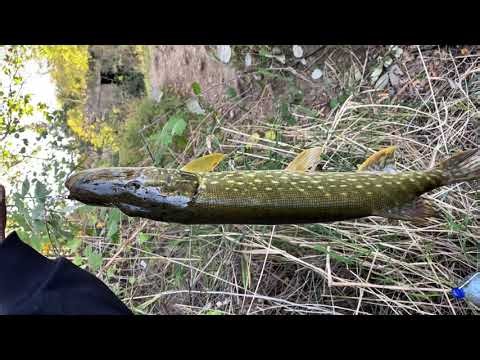 Monster Pike Strikes! The Biggest Pike I’ve Ever Caught!